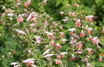 Thumbnail Salvia coccinea ‚Cherry Blossom‘ – Blut-Salbei