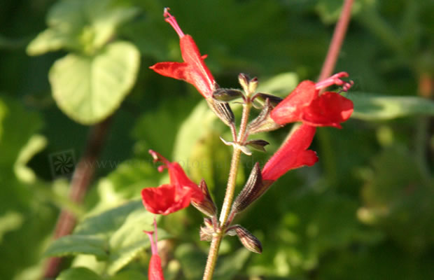 Bild von Salvia coccinea – Blut-Salbei, Scharlachroter Salbei