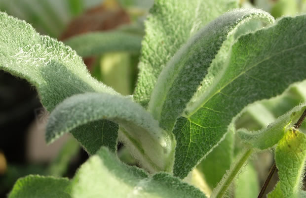 Bild von Salvia fruticosa – Griechischer Salbei