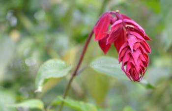 Thumbnail Salvia fulgens – Kardinal-Salbei