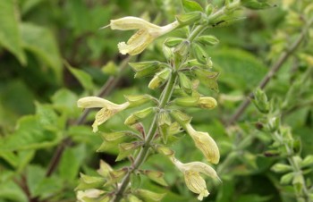 Thumbnail Salvia glutinosa – Gelber Salbei