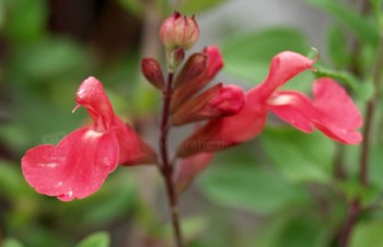 Thumbnail Salvia greggii ‚Peach‘ – Pfirsich-Salbei