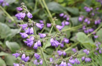 Thumbnail Salvia hians – Kaschmir-Salbei