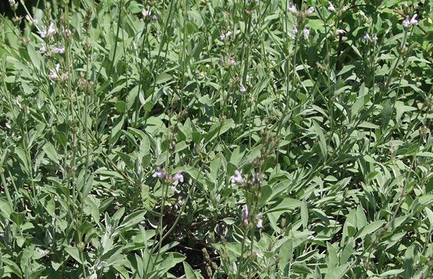 Bild von Salvia lavandulifolia – Spanischer Salbei, Lavendelblättriger Salbei