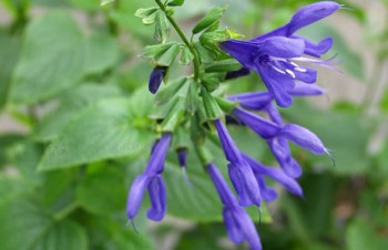Thumbnail Salvia leucantha – Strauchiger Salbei
