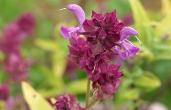 Thumbnail Salvia madrensis – Salbei