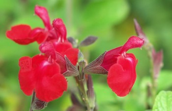 Thumbnail Salvia chamaedryoides – Salbei