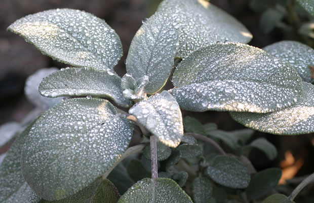 Bild von Salvia officinalis ‚Berggarten‘ – Salbei