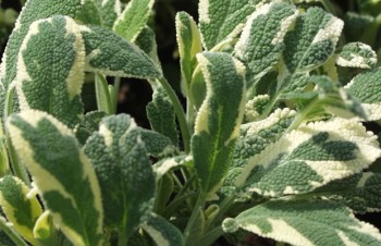 Thumbnail Salvia officinalis ‚Creme de la Creme‘ – Weißgrüner Salbei
