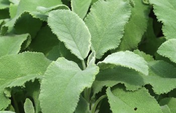Thumbnail Salvia officinalis ‚Crispa‘ – Flaumiger Salbei