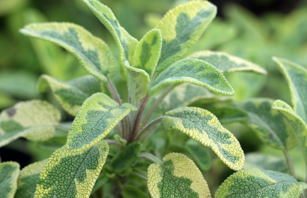 Bild von Salvia officinalis ‚Icterina‘ – Gold-Salbei, Gelbblättriger Salbei