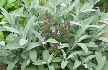 Thumbnail Salvia officinalis ‚Nazareth‘ – Marzipan-Salbei