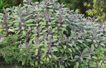 Thumbnail Salvia officinalis ‚Purpurascens‘ – Purpur-Salbei