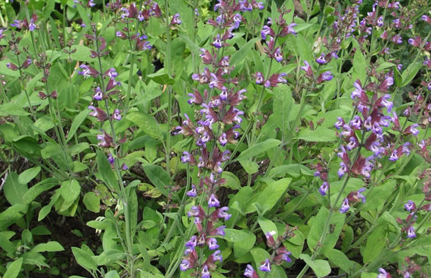 Bild von Salvia officinalis – Salbei, Apothekersalbei, Gartensalbei
