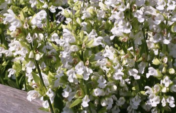 Thumbnail Salvia officinalis ‚Albiflora‘ – Weißblühender Salbei