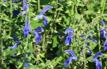 Thumbnail Salvia patens – Enzian-Salbei
