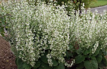 Thumbnail Salvia sclarea var. turkestanica ‚Alba‘ – Muskateller-Salbei