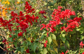 Thumbnail Salvia splendens – Feuer-Salbei