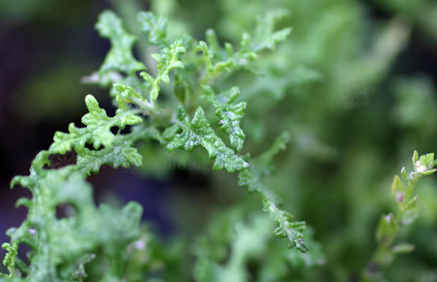 Bild von Salvia stenophylla – Salbei