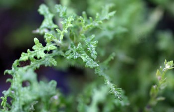 Thumbnail Salvia stenophylla – Salbei