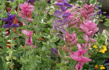 Thumbnail Salvia viridis – Schopf-Salbei