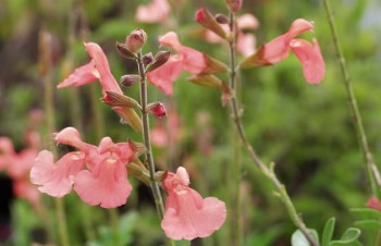 Thumbnail Salvia x jamensis – Pfirsich-Salbei