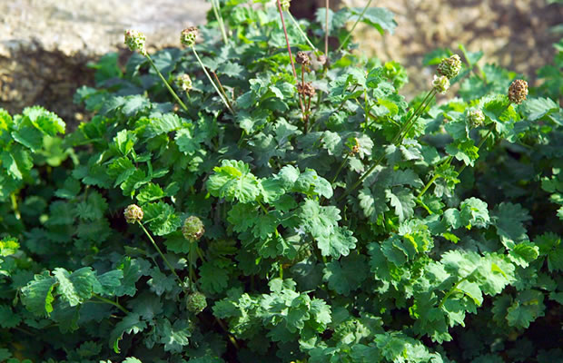 Bild von Sanguisorba minor – Kleiner Wiesenknopf, Blutstillerin, Blutströpfchen, Braunelle, Drachenblut, Falsche Bibernelle, Herrgottsworte, Körbelskraut, Költeltskraut, Rote Bibernelle, Sperberkraut, Wiesenbibernelle, Wurmkraut, Becherblume, Kleine Bibernelle, Welsche Bibernelle, Gartenbibernelle, Kleines Blutkraut, Megenkraut, Nagelkraut, Pimpinelle, Pimpernelle