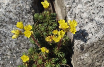 Thumbnail Saxifraga aizoides – Fetthennen-Steinbrech