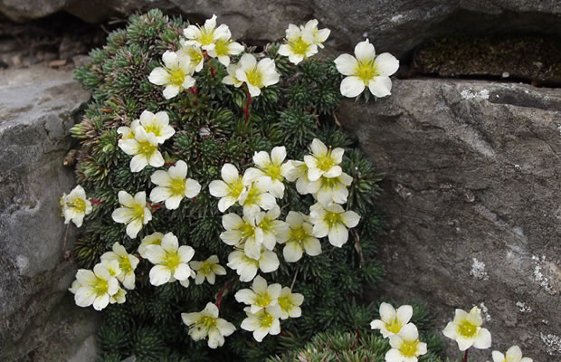 Bild von Saxifraga burseriana – Stachelblättriger Steinbrech, Burser-Steinbrech