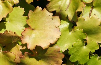 Thumbnail Saxifraga fortunei ‚Maigrün‘ – Herbst-Steinbrech