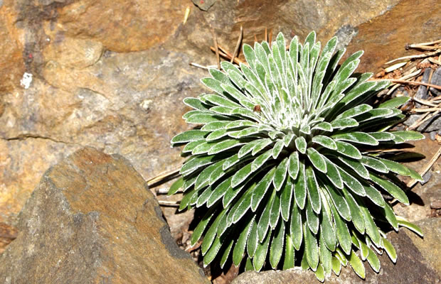 Bild von Saxifraga longifolia – Königs-Steinbrech, Pyrenäen-Steinbrech