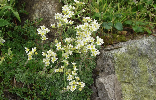 Bild von Saxifraga paniculata – Rispen-Steinbrech, Trauben-Steinbrech, Immergrüner Steinbrech