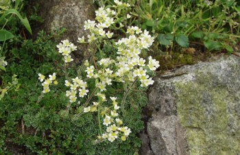 Thumbnail Saxifraga paniculata – Rispen-Steinbrech