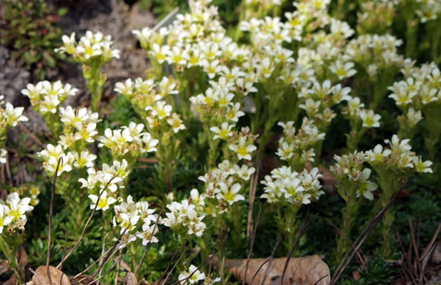 Bild von Saxifraga x apiculata ‚Alba‘ – Elfenbein-Saxifraga