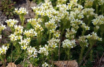 Thumbnail Saxifraga x apiculata ‚Alba‘ – Elfenbein-Saxifraga