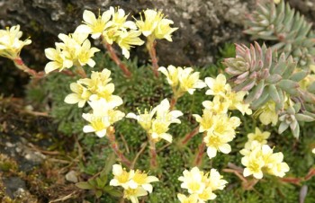 Thumbnail Saxifraga x apiculata – Elfenbein-Saxifraga