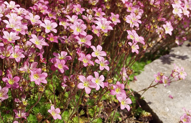 Bild von Saxifraga x arendsii – Moos-Steinbrech