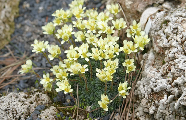 Bild von Saxifraga  ‚Vahlii Grandiflora‘ – Steinbrech