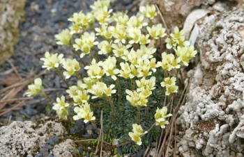 Thumbnail Saxifraga  ‚Vahlii Grandiflora‘ – Steinbrech