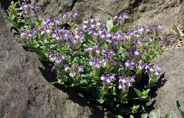 Bild von Scutellaria alpina – Alpen-Helmkraut