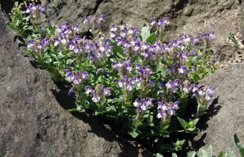 Thumbnail Scutellaria alpina – Alpen-Helmkraut