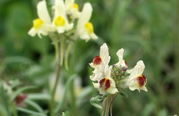 Bild von Scutellaria orientalis – Orientalisches Helmkraut