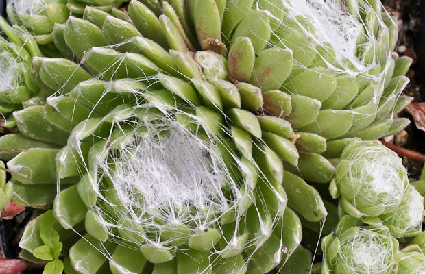 Bild von Sempervivum arachnoideum ssp. tomentosum – Spinnweben-Hauswurz, Dachwurz, Steinwurz