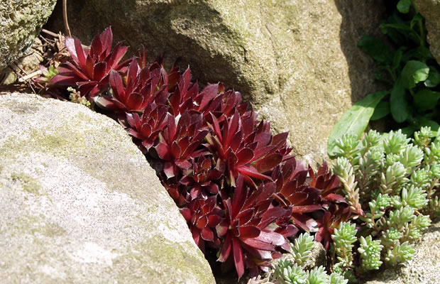 Bild von Sempervivum marmoreum ‚Rubicundum‘ – Rote Hauswurz, Dachwurz, Steinwurz