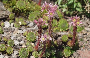 Thumbnail Sempervivum montanum ssp. stiriacum – Steirische Berg-Hauswurz