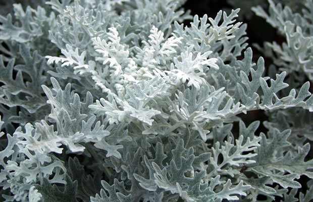 Bild von Senecio cineraria – Weißfilziges Greiskraut, Silberfarbiges Greiskraut, Zweifarbiges Greiskraut, Silberblatt, Aschenpflanze