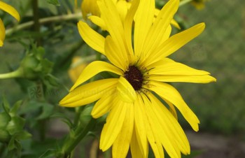 Thumbnail Silphium laciniatum – Kompasspflanze