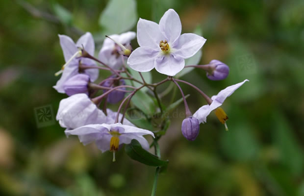 Bild von Solanum jasminoides – Jasminblütiger Nachtschatten