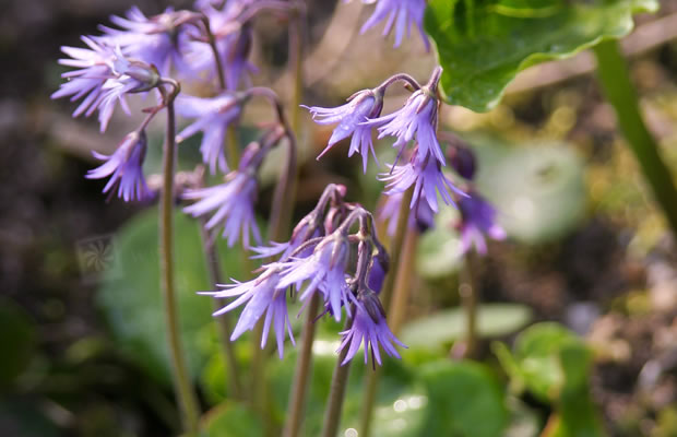 Bild von Soldanella alpina – Alpenglöckchen, Alpen-Soldanelle, Fransenglöckchen, Troddelblume, Großes Alpenglöckchen, Alpen-Troddelblume