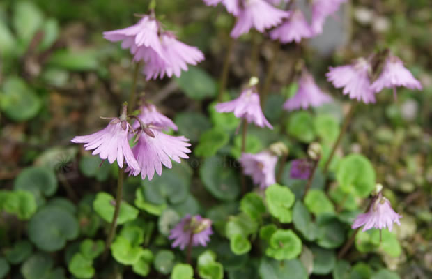 Bild von Soldanella hungarica – Ungarische Soldanelle, Ungarische Troddelblume